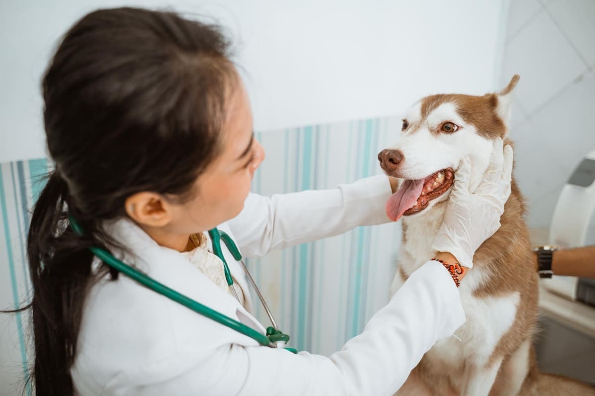 Dog with open mouth under veterinary supervision