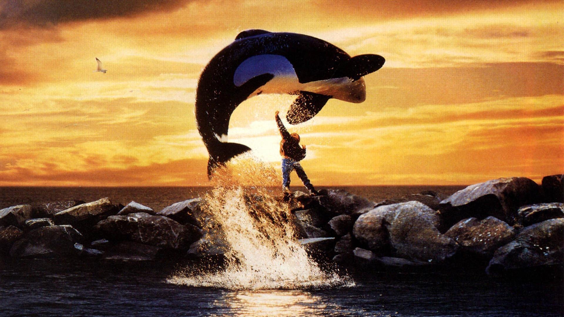 A scene from the movie Free Willy