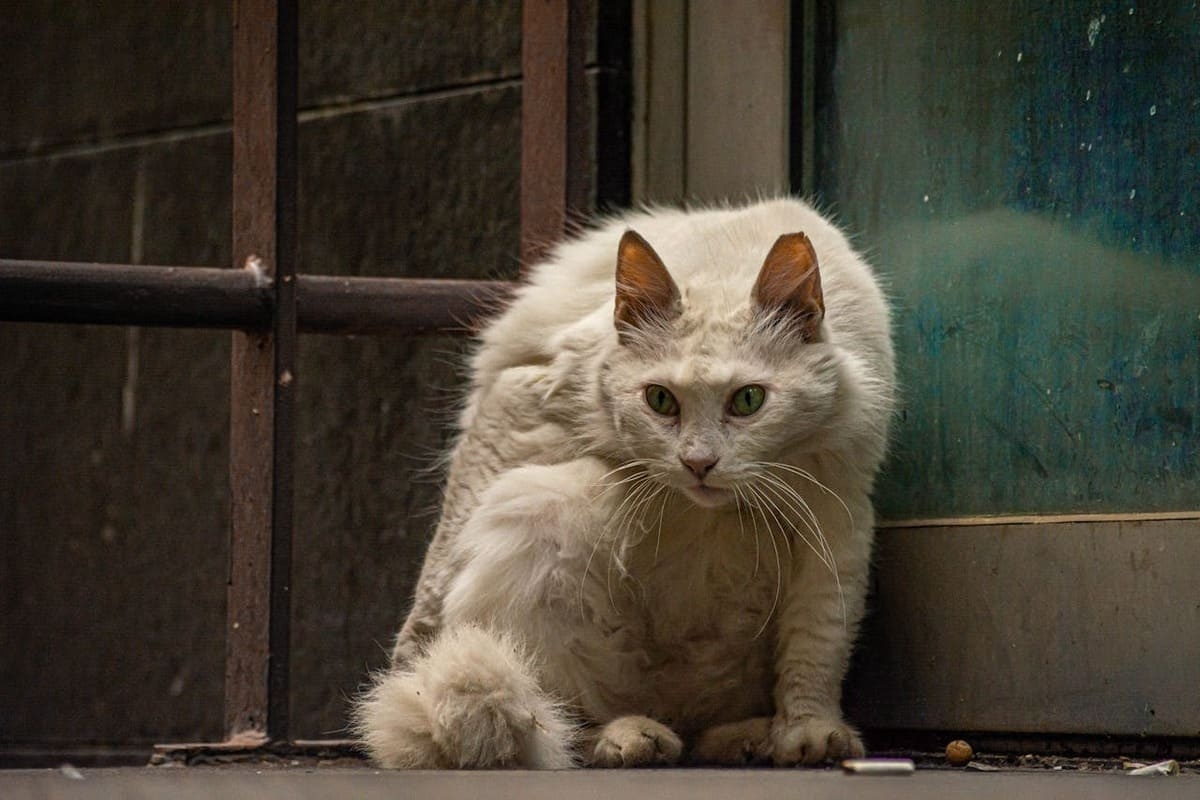 A white cat hunched over, appearing ill in a dark environment