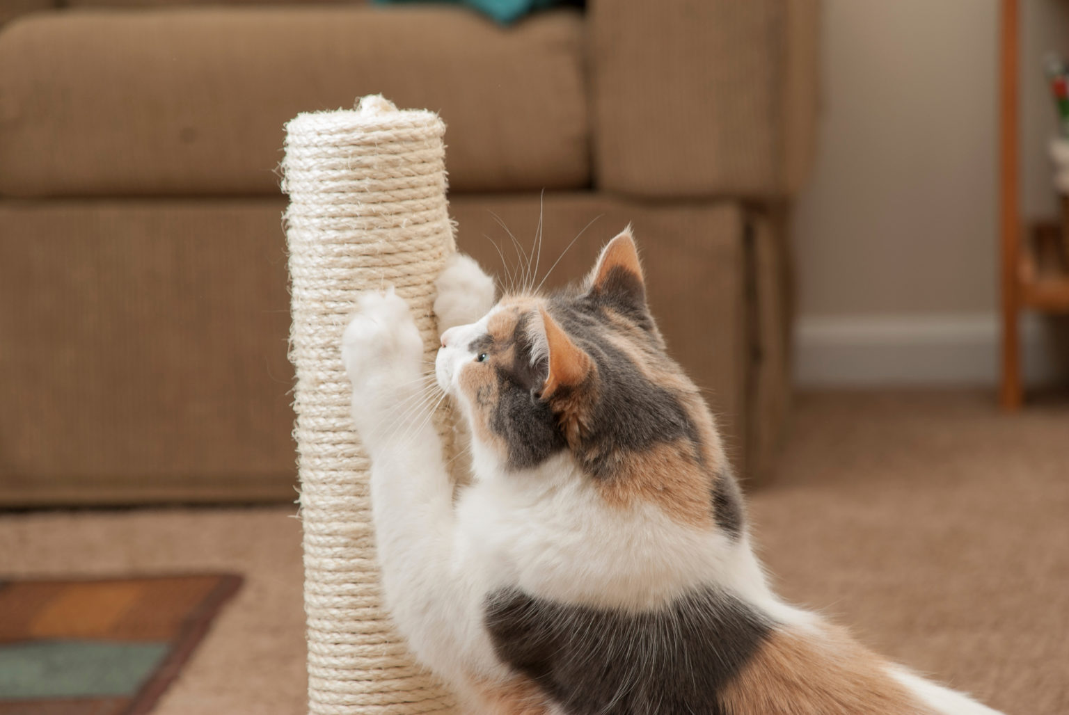 A cat scratching a scratching toy