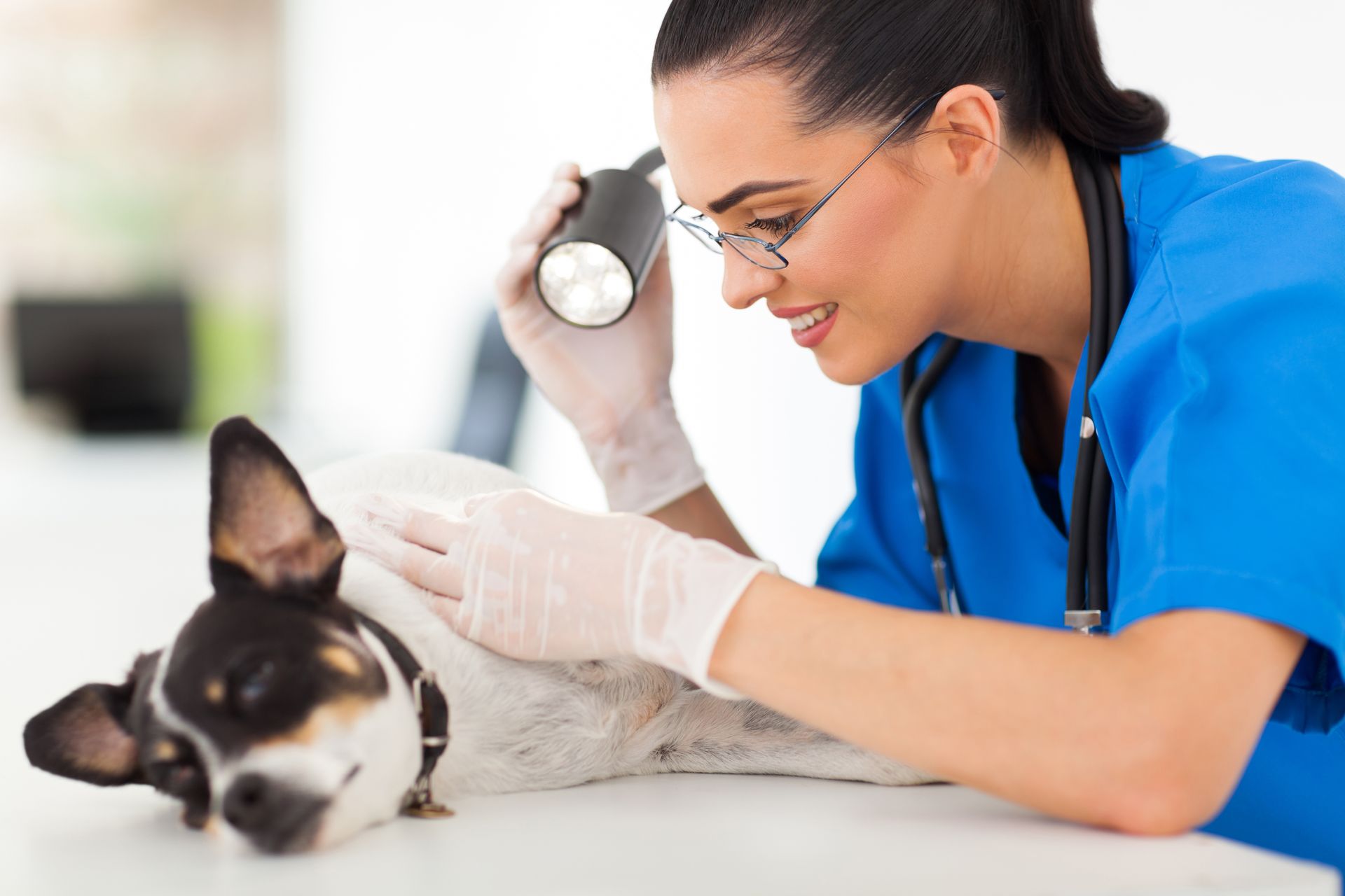 Dog under veterinary supervision