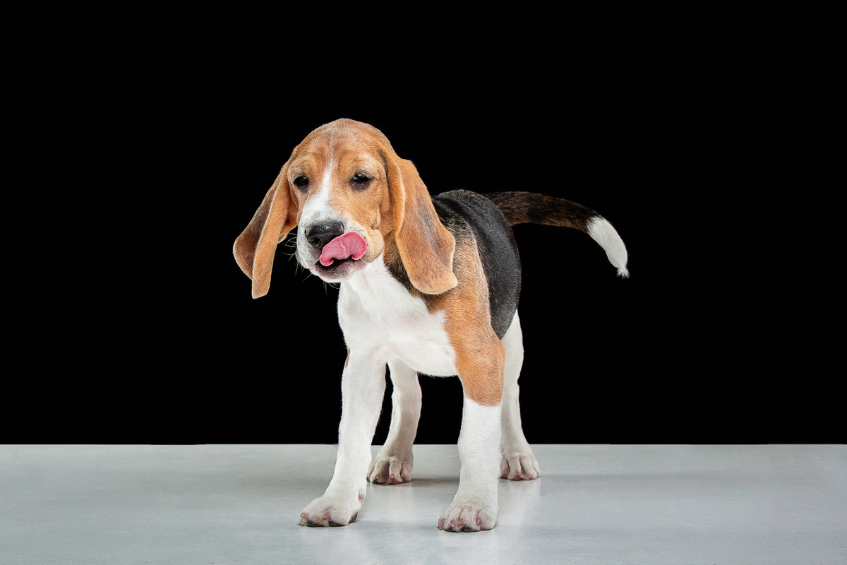 Licking dog