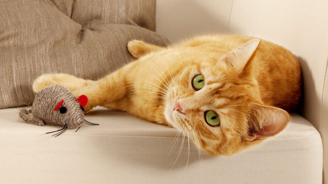 Cat lying with its toy