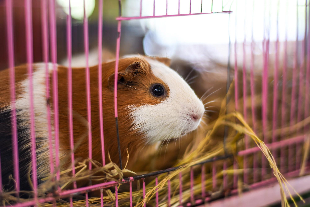 Guinea pig cage