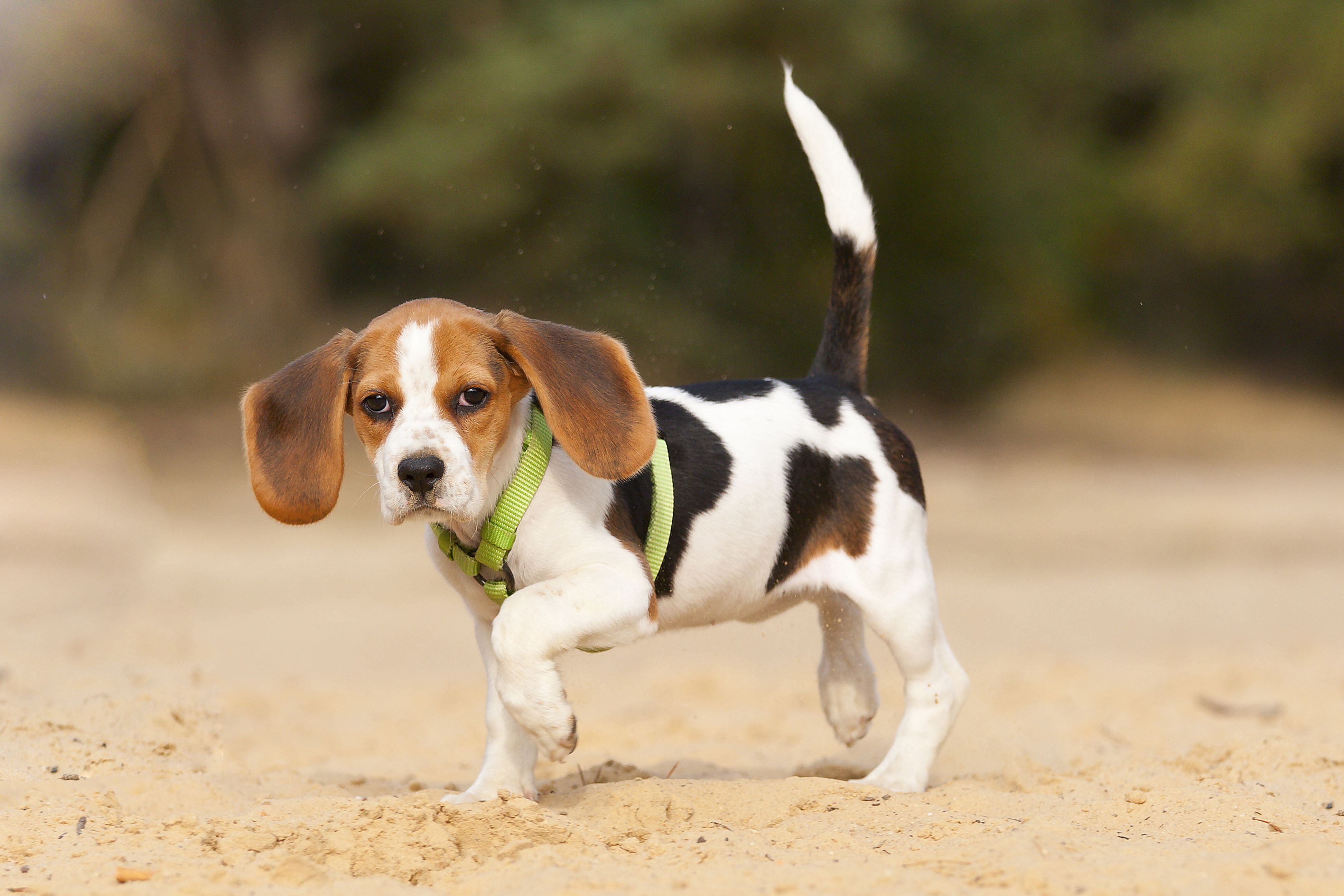 Limping dog