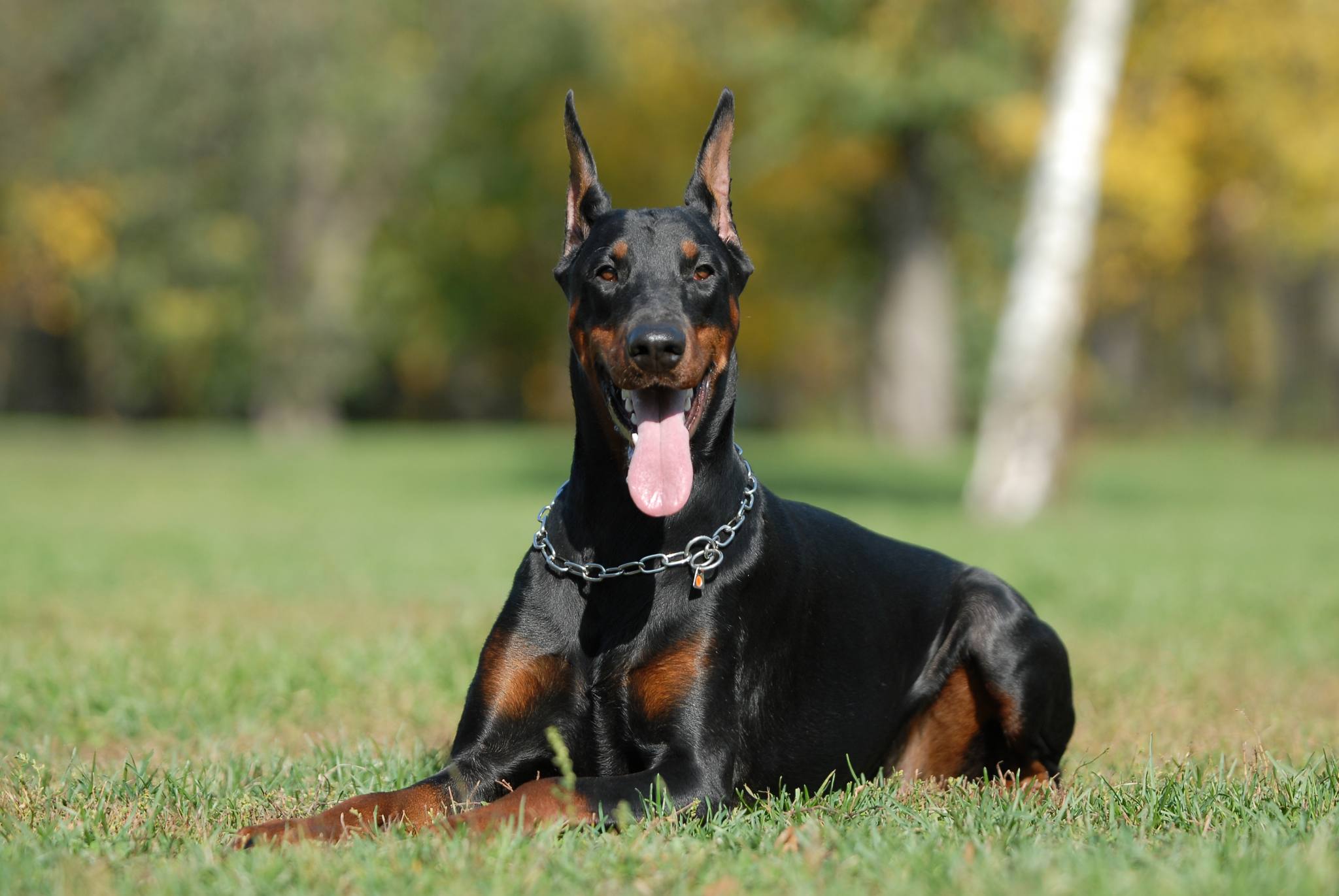 chain collar Large breed black dog