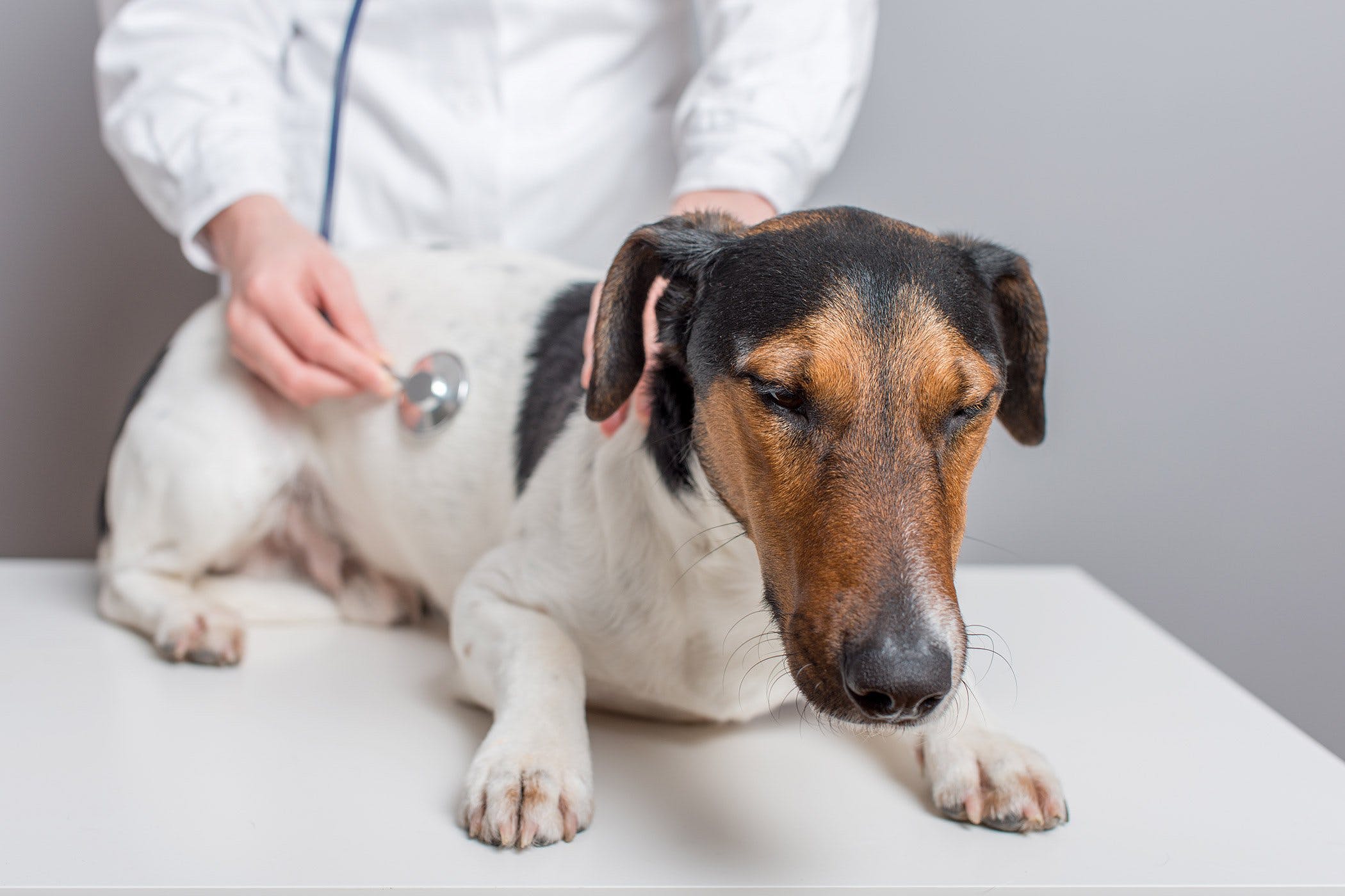 Small breed multicolored dog under veterinary supervision
