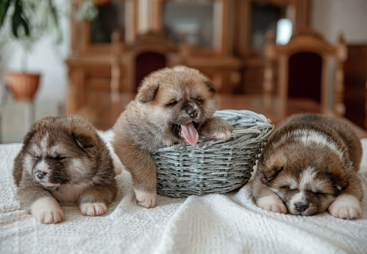 Sibling puppies