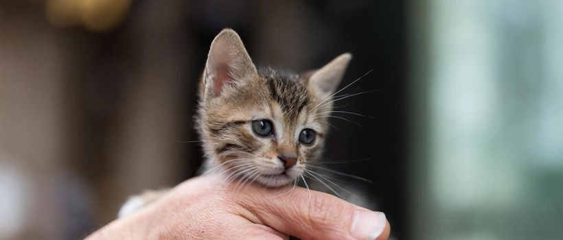Adopting a Cat from the Street: Things to Know and Pay Attention To