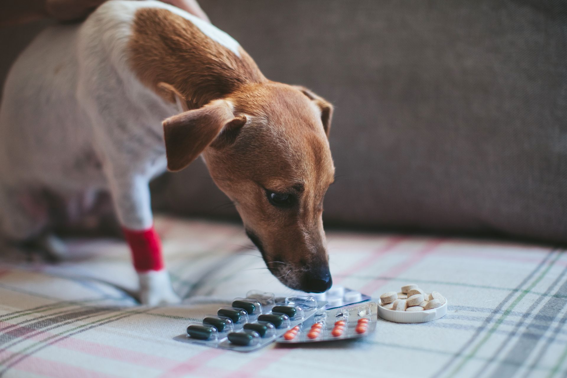 Dog sniffing medication
