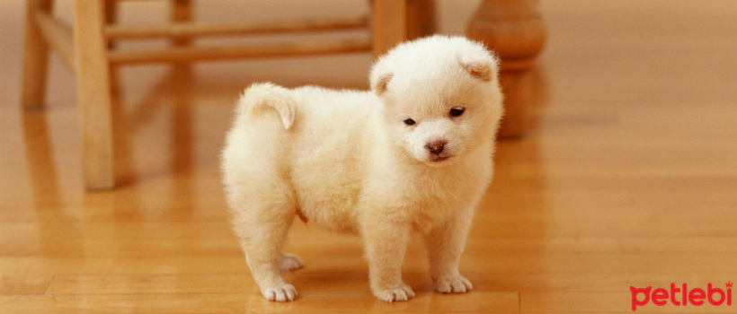 Healthy Skin and Coat for Small Breed Puppies: The Power of Salmon