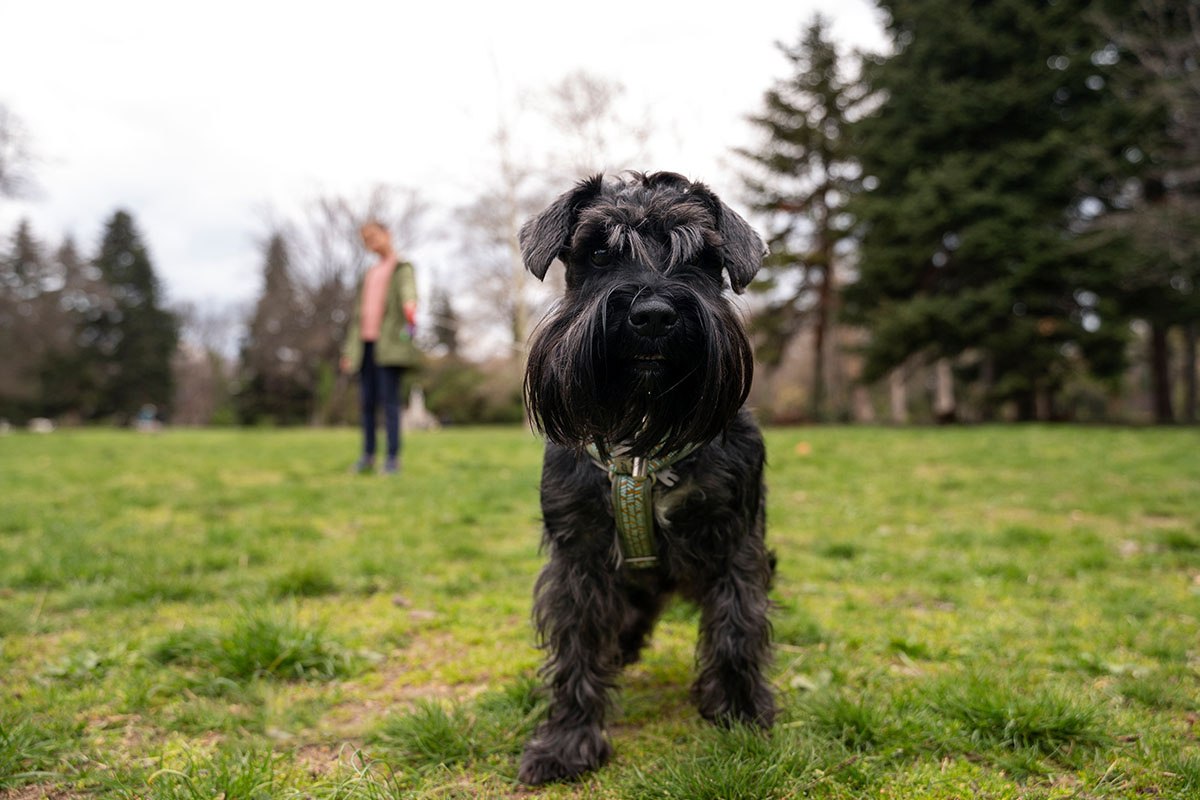 Black dog