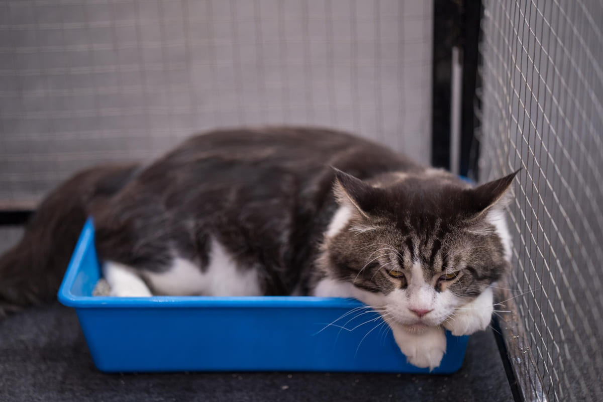 A cat lying listlessly