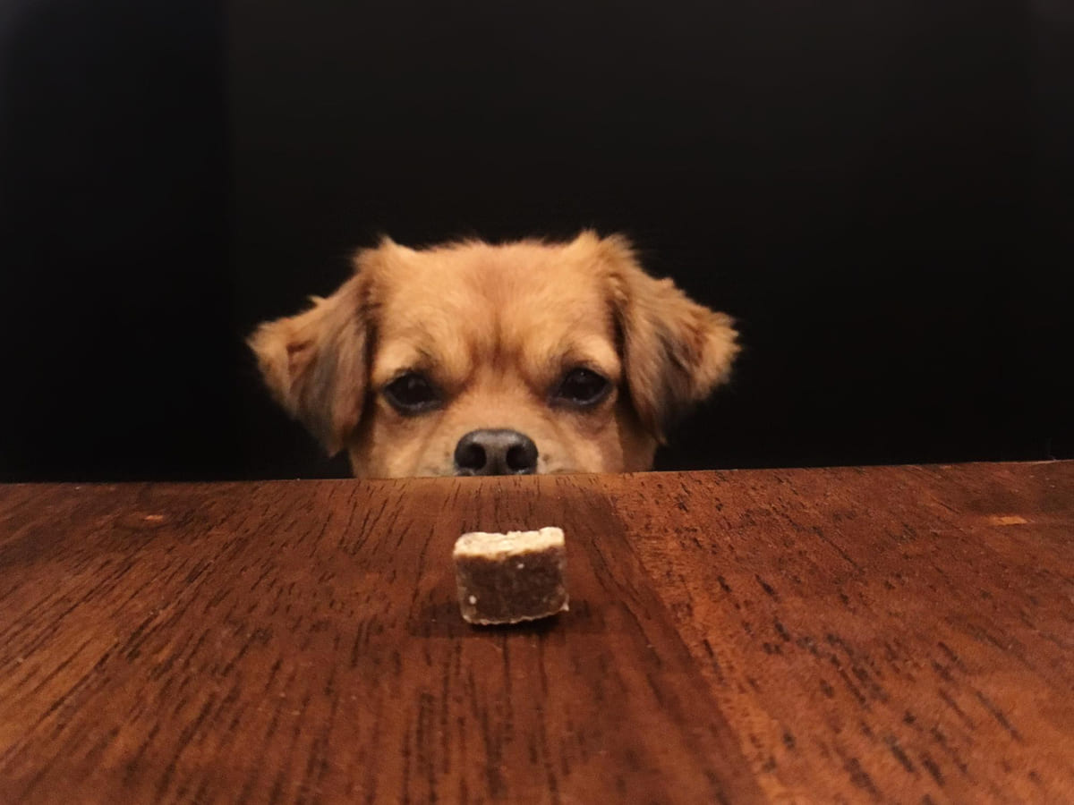 Dog looking at a kibble on the table