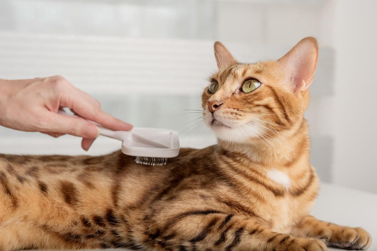Caramel-colored fur being brushed by its owner cat