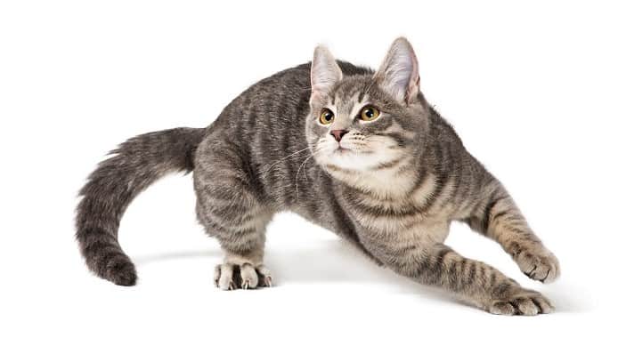 manevra yapan kedi