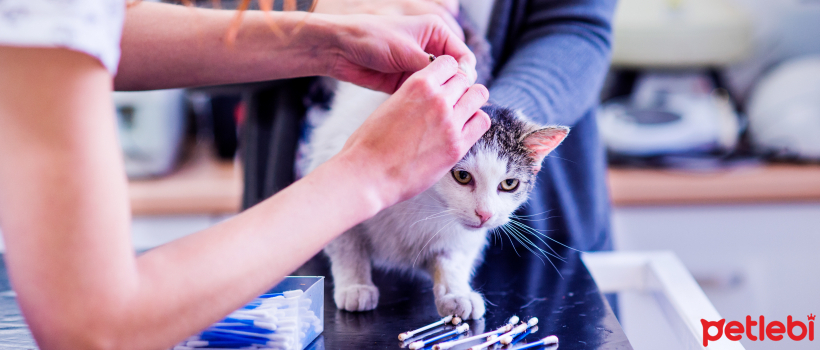 How Should Cat Ear Cleaning Be Done, What Should Be Considered?