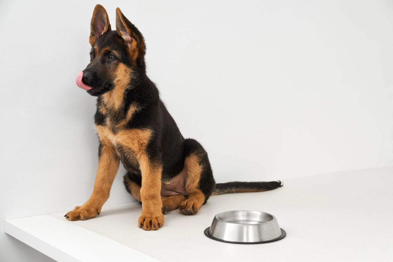 Dog sitting by the food bowl