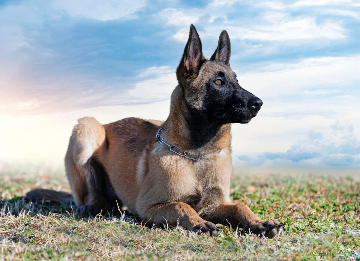 A Malinois attracting attention with its beauty