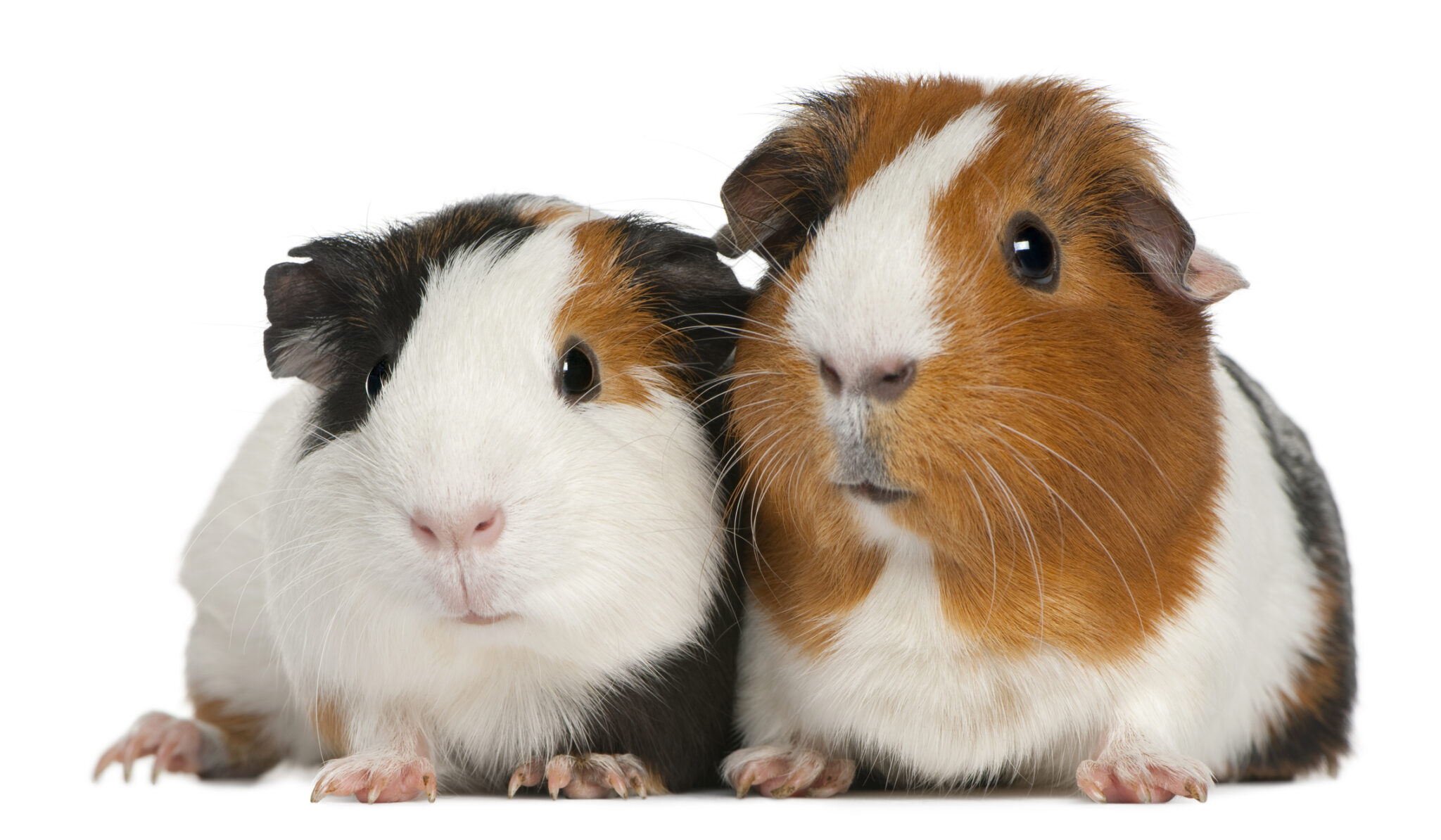 Two guinea pigs side by side
