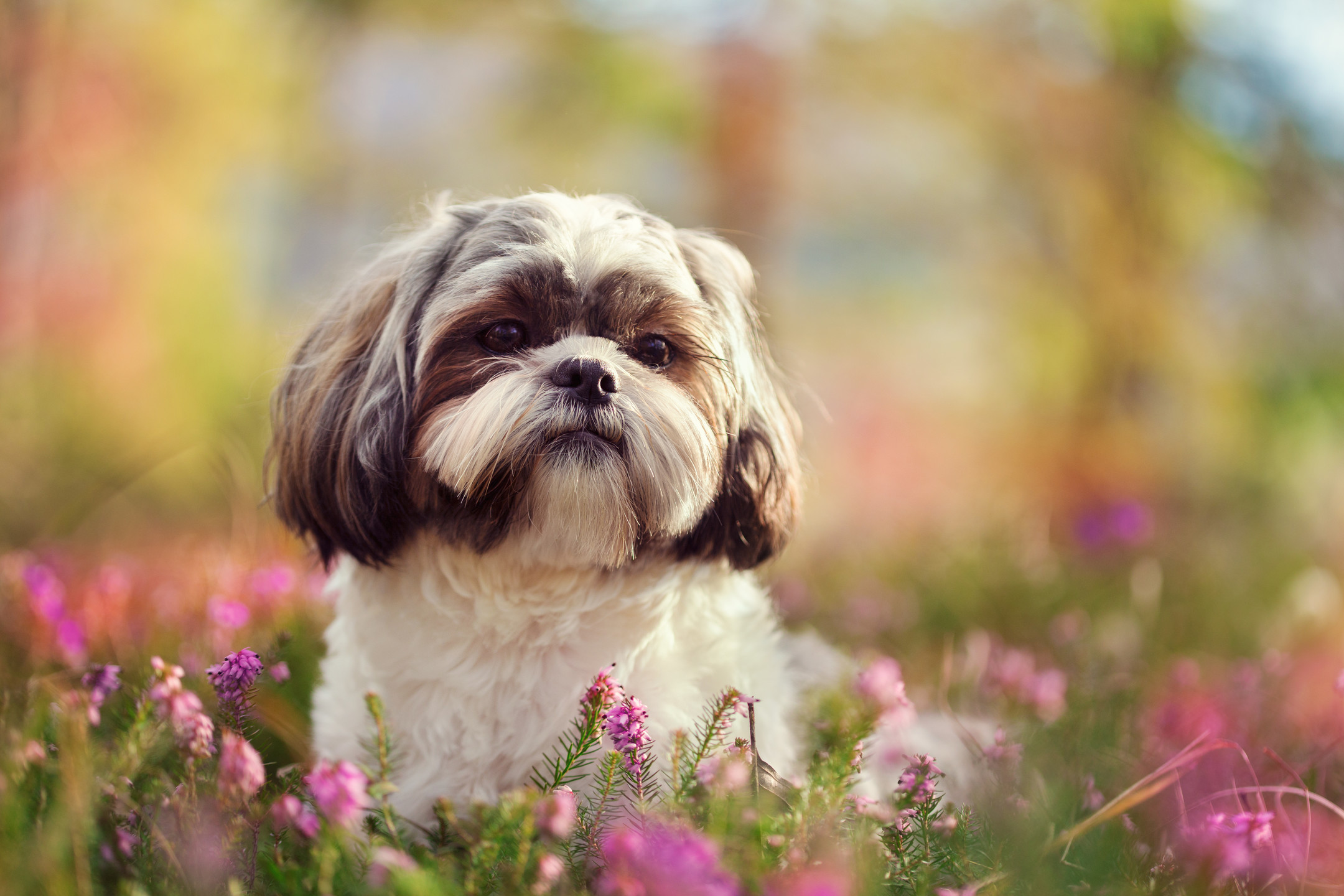 Shih Tzu breed dog