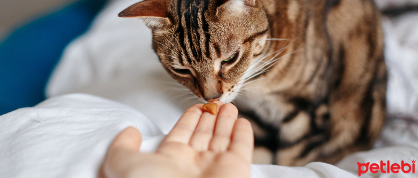 What are the benefits of vitamin supplements for cats?