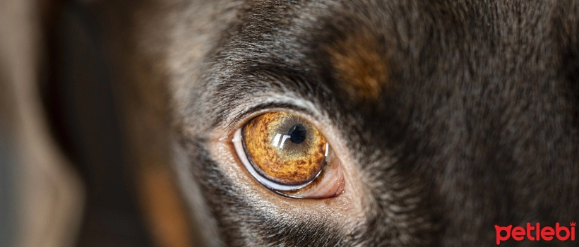 Common Eyelid Problems in Dogs