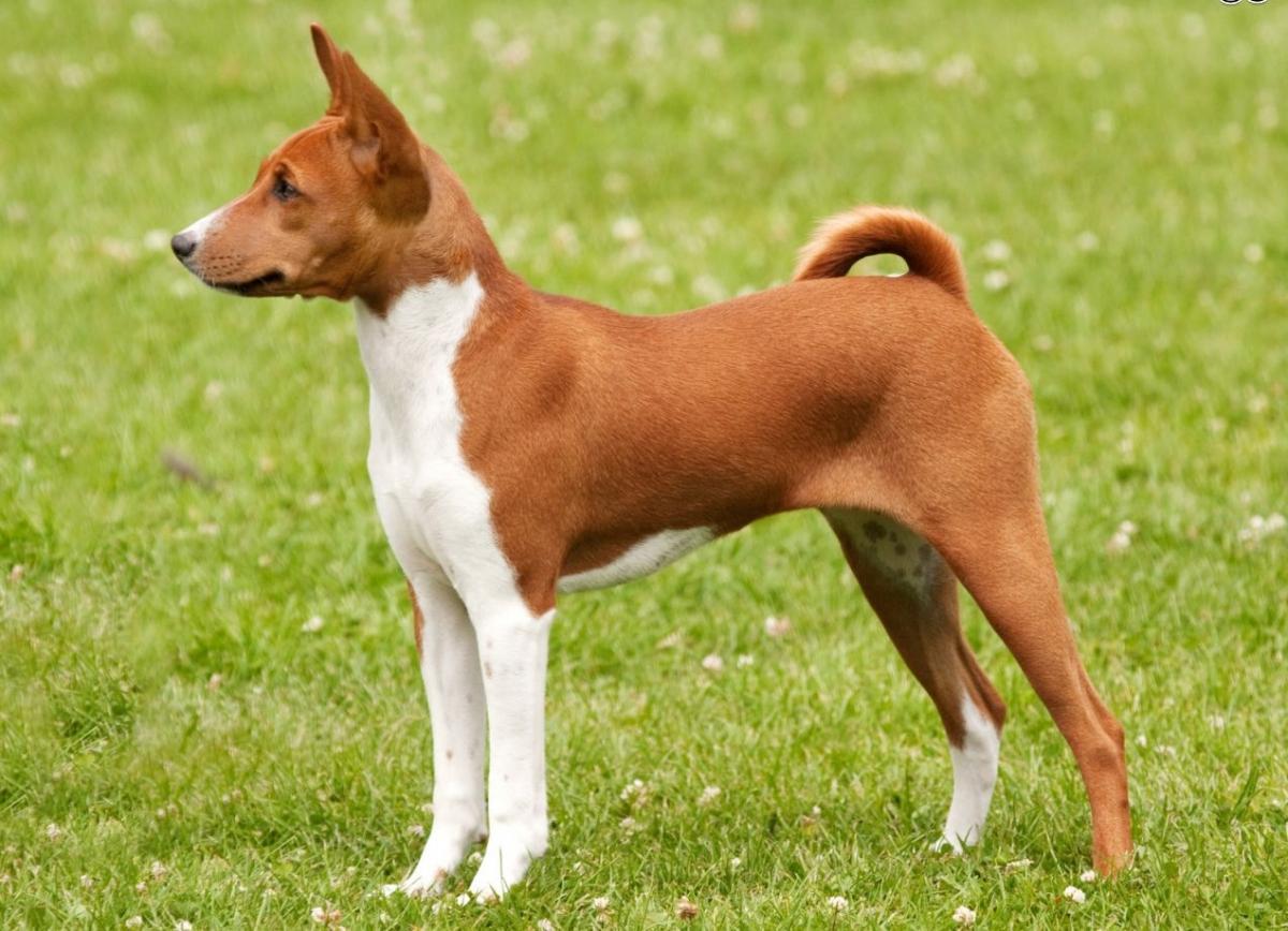 Short-haired dog standing on the grass