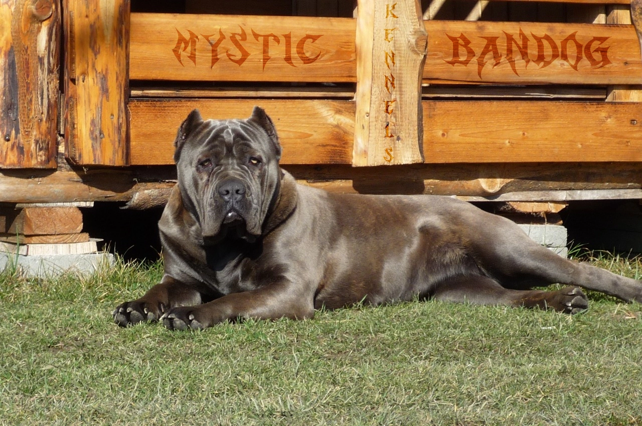 Giant breed short-haired gray dog ​​lying on the grass