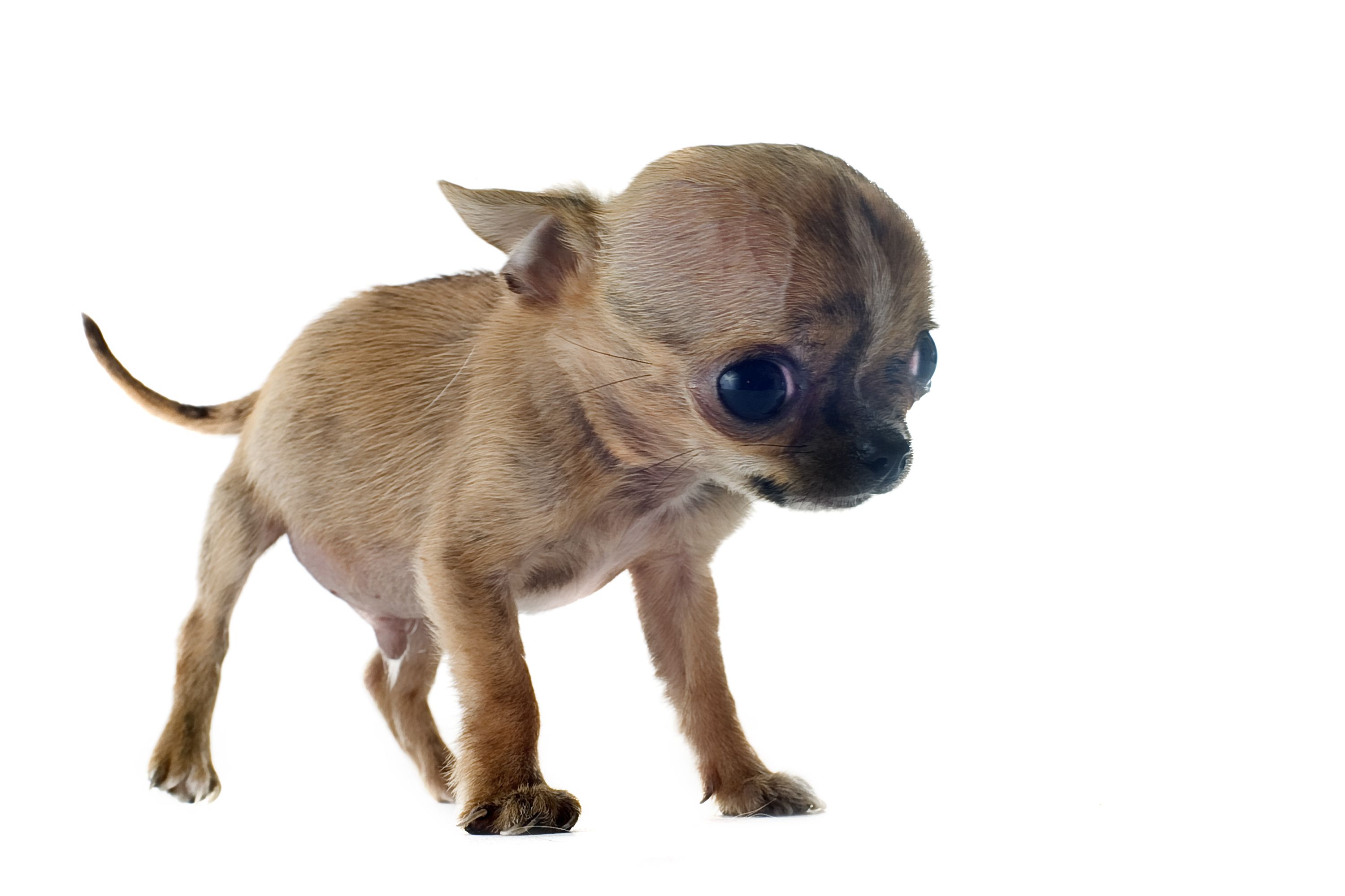 Sick small breed dog with a large head
