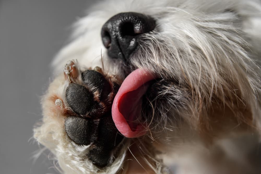 dog licking its paw