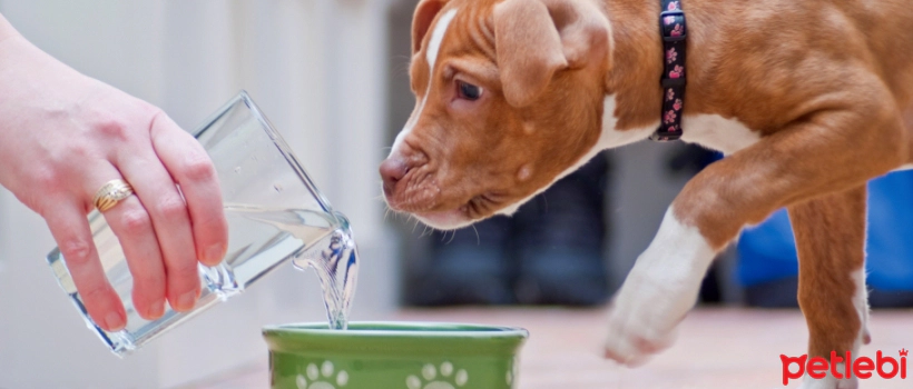 The Importance of Water in Dog Health