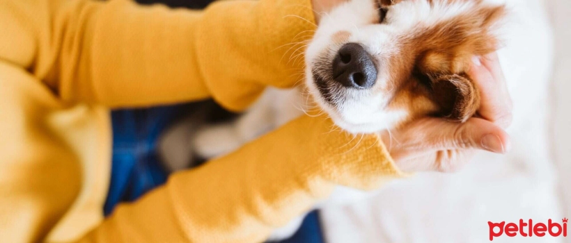 Causes, Symptoms and Treatment of Entropion in Dogs