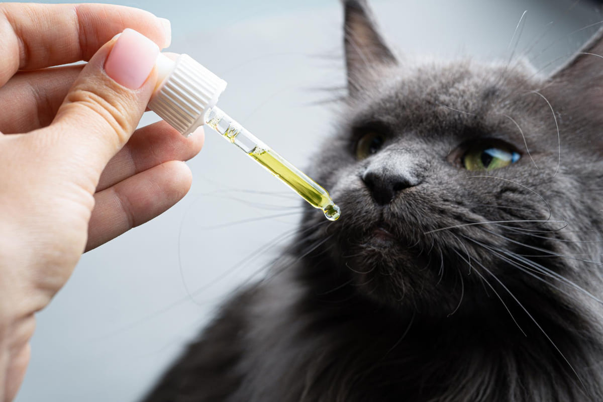 Cat being given medication with a dropper