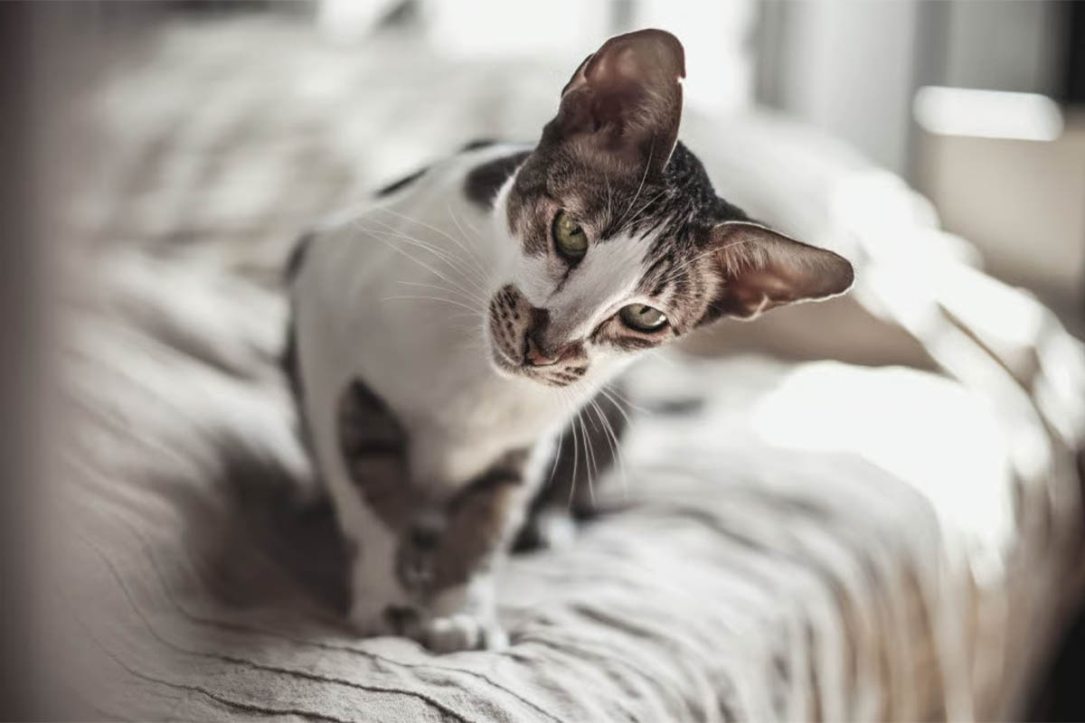 A cat with large ears, looking curious and with its head tilted, standing on the bed
