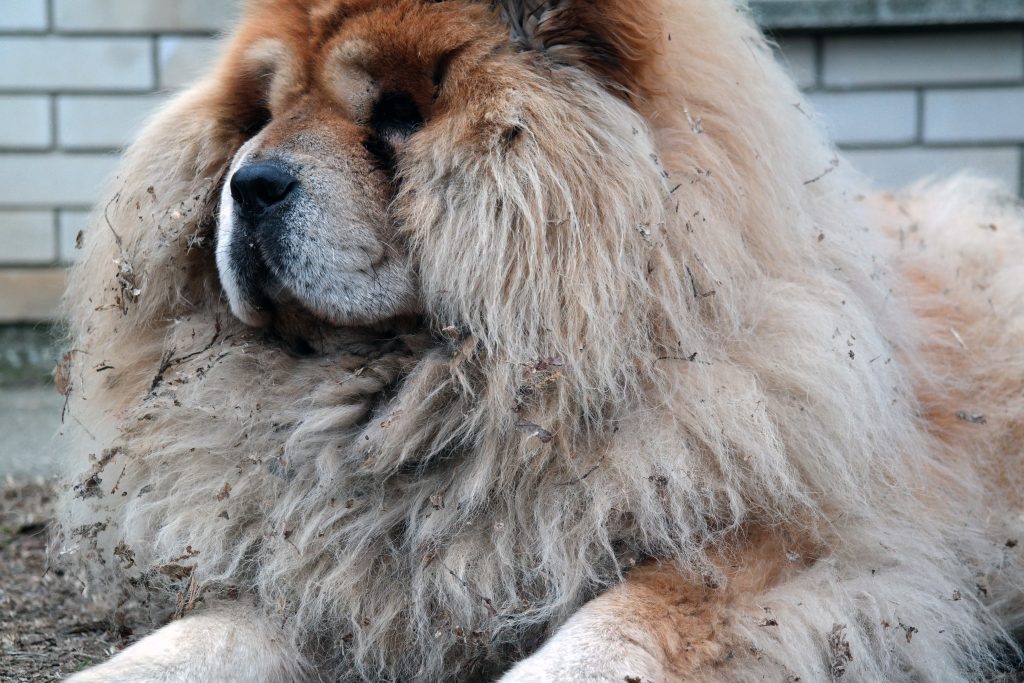 Dog with unkempt fur