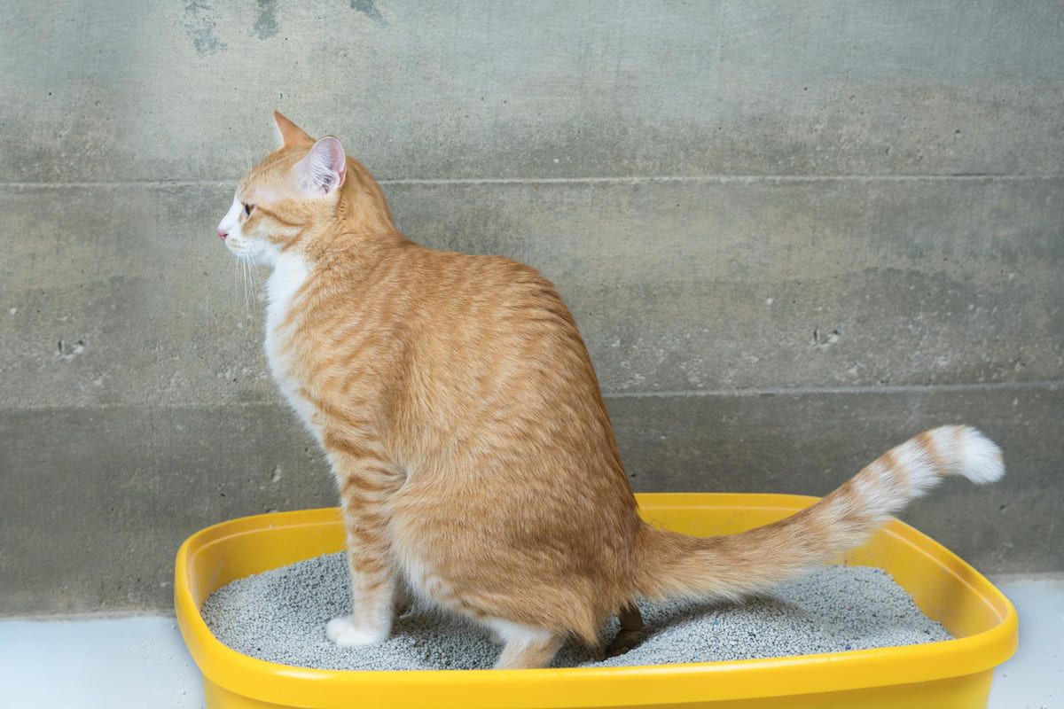 Cat defecating in the litter box cat