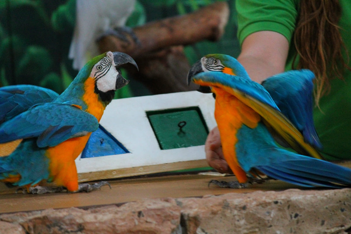 Parrots looking magnificent with their colorful feathers