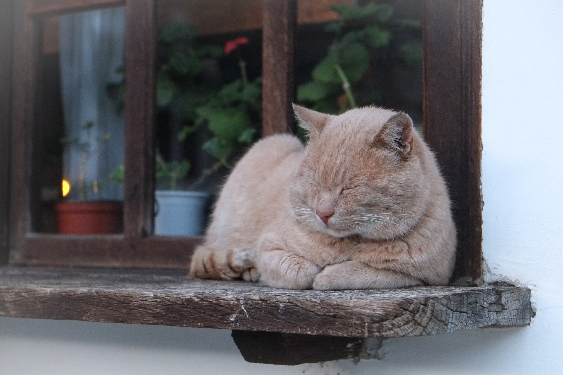 Why do cats sleep in high places?