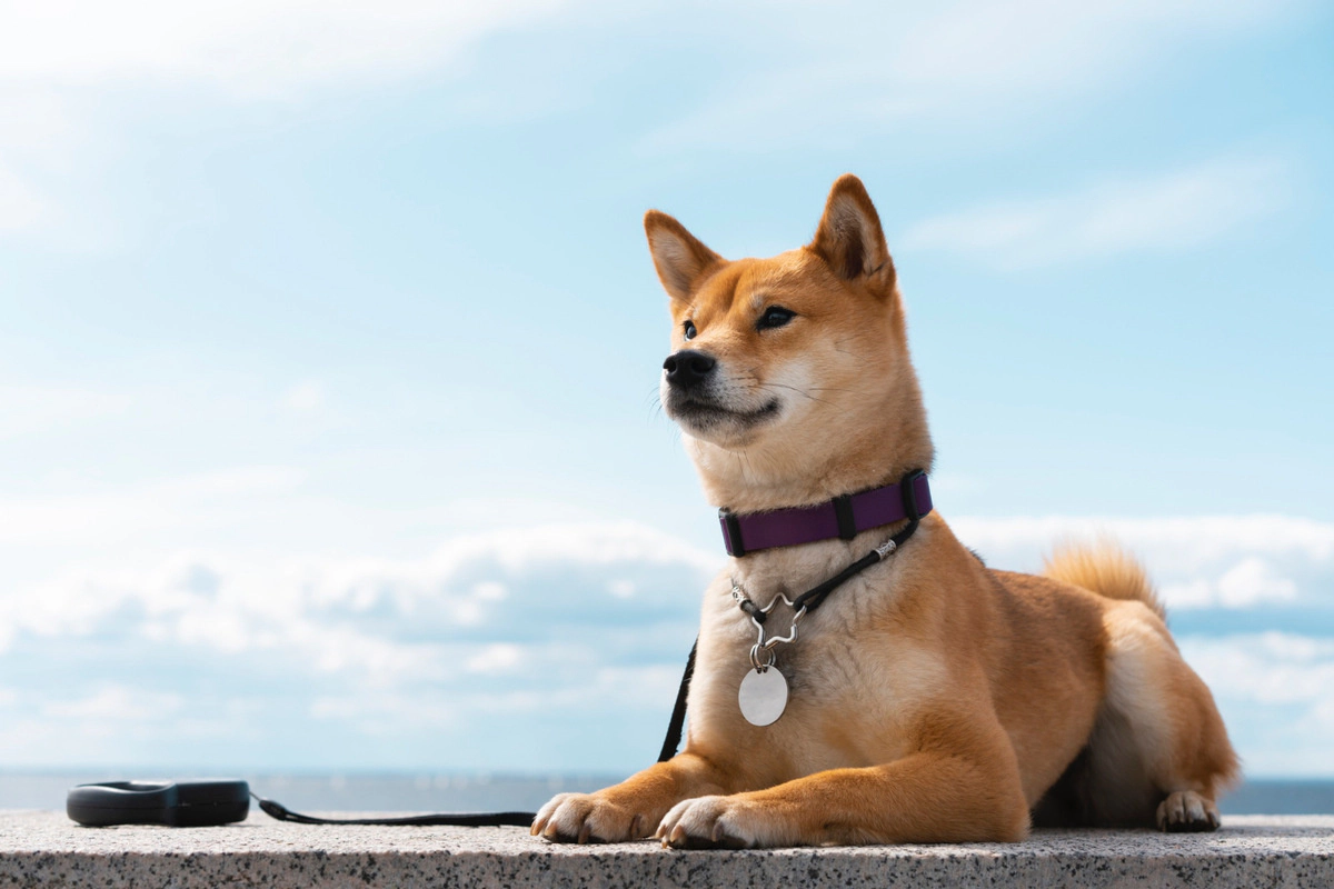 Akita with a collar around its neck