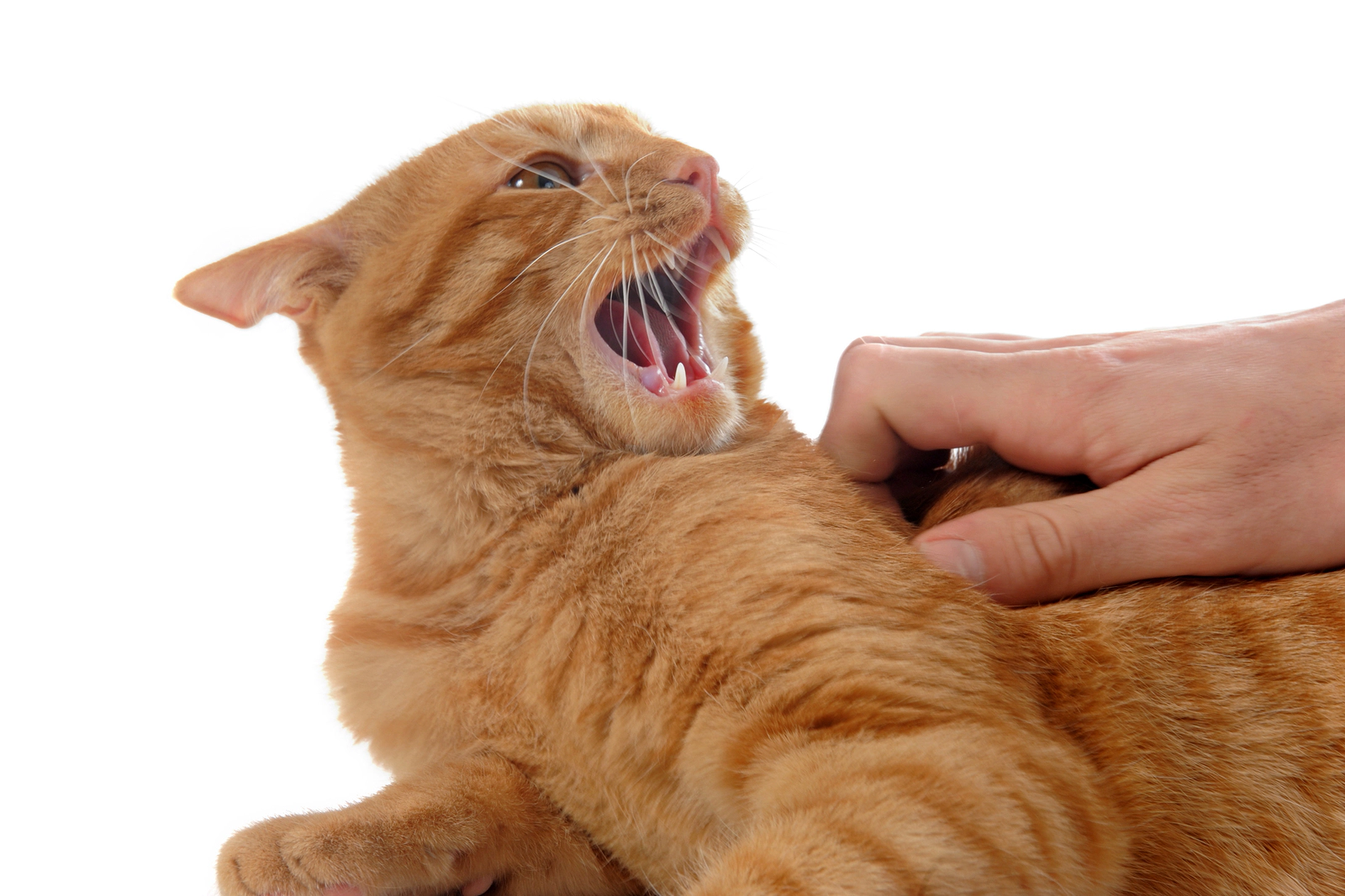 A yellow cat turning its head and hissing