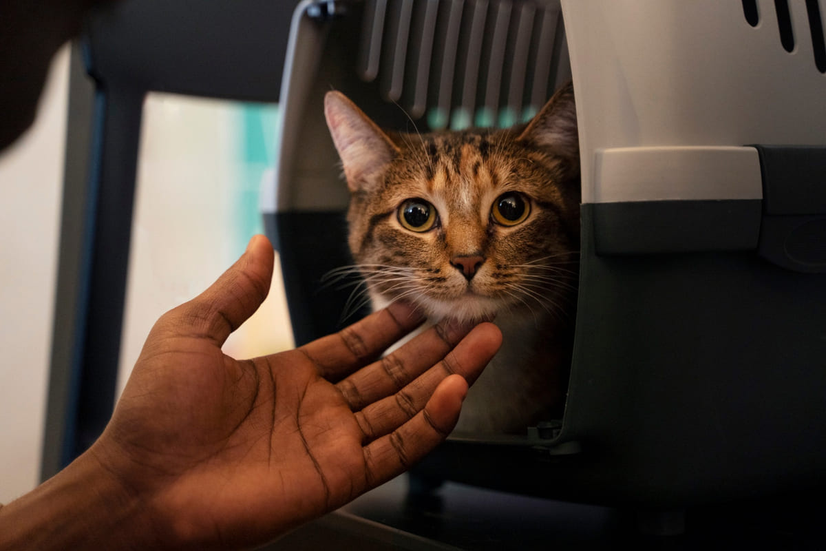 tabby cat sitting in a carrier and having its chin stroked