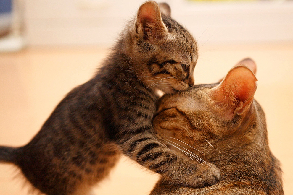 Mother cat loved by her kitten