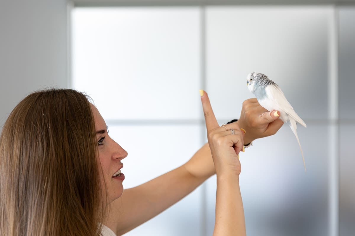 Budgie perched on its owner's finger bird