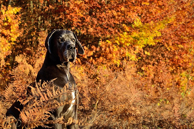 Great Dane sitting among yellow-leaved trees