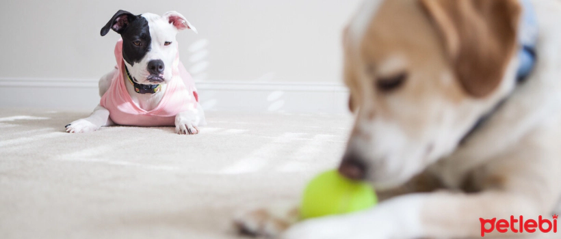 What Should You Do If Your Dog Is Jealous?