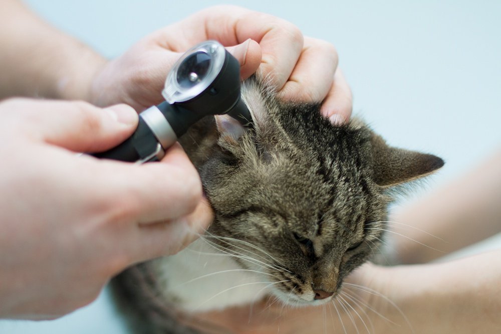 Cat whose ears are being checked