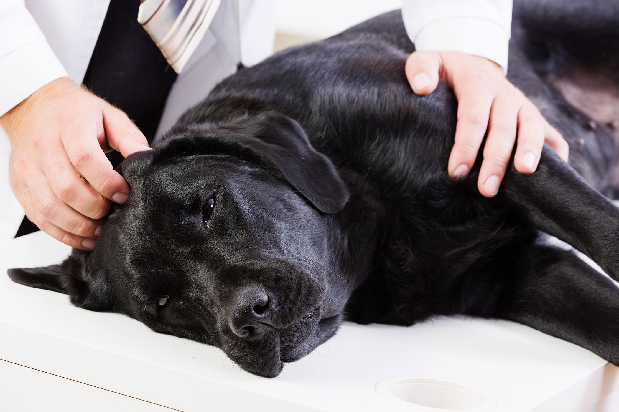 Letless black dog lying down