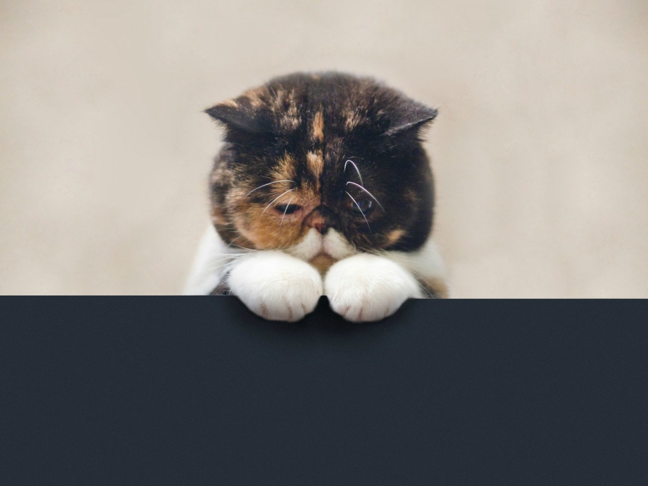 ön patilerine kafasını yaslayan üstün kedi