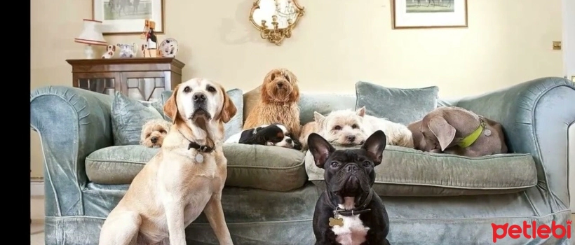Is Keeping a Dog in an Apartment Legal?